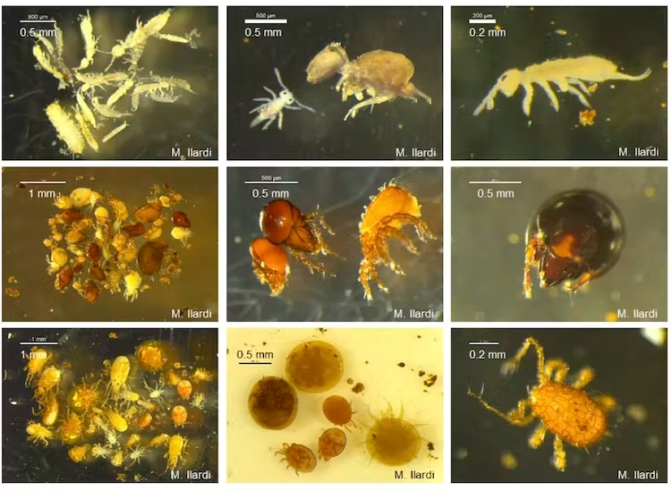 Examples of soil fauna