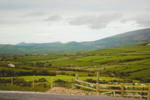 Sheep in fields Ireland